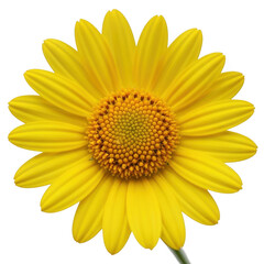Obraz premium Bright yellow daisy flower with a vibrant center isolated on transparent background