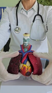 Medical student demonstrates lung model with heart during anatomy class at a university in the afternoon