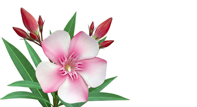 Pink Oleander Flower and Buds on White Background