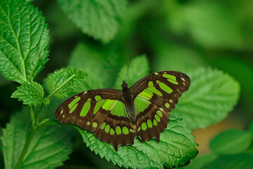 A close-up of a Siproeta stelenes (malachite) butterfly on green leaves. © kavitha