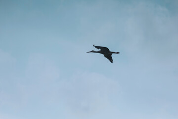 Fototapeta premium A solitary crane soars high above, its dark silhouette contrasting beautifully against the fading light of the evening sky. The tranquil scene evokes a sense of peace and wonder