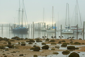 foggy morning in a New Zealand port