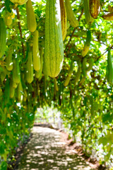 Fresh Green Luffa Vegetables Hanging from Vines in Garden Tunnel
