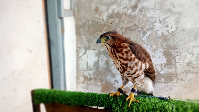 Young Crested Goshawk (Accipiter trivirgatus) perched on a padded stand in captive environment