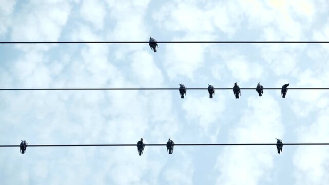 Birds sitting on separate power lines creating social distancing concept against sky