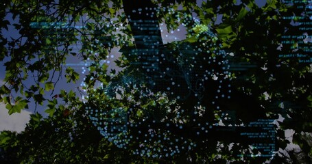 Viewing tree canopy with leaves and branches showing sky gaps at park, with blue nodes, code