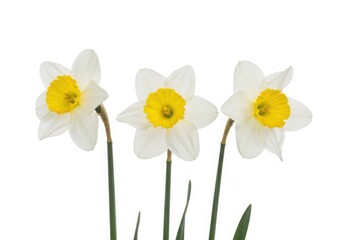 Obraz premium Three white daffodils with yellow centers isolated on white background