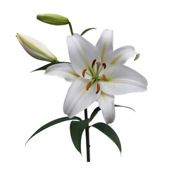 Obraz premium White Lily Flower with Green Leaves and Buds flower buds isolated on a transparent background