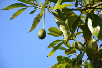 Frucht einer Avocado am Baum 