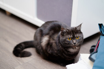 A calm, gray tabby cat sits on a wooden floor indoors, gazing with striking yellow eyes. Ideal for pet, home life, cozy, domestic, or animal care themes.