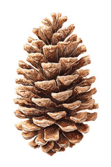 Detailed illustration of a brown pine cone with scales, isolated on a black background