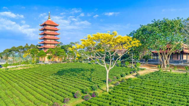 A yellow poinciana tree blooms brilliantly next to a temple. The tree is native to Brazil and also grows in Bao Loc, Vietnam