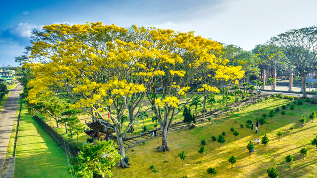 A yellow poinciana tree blooms brilliantly next to a temple. The tree is native to Brazil and also grows in Bao Loc, Vietnam