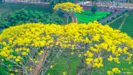 Obraz premium Yellow poinciana blooming brilliantly tree. The big yellow flowering tree is native to Brazil in the southern region and is grown in Bao Loc, Vietnam.