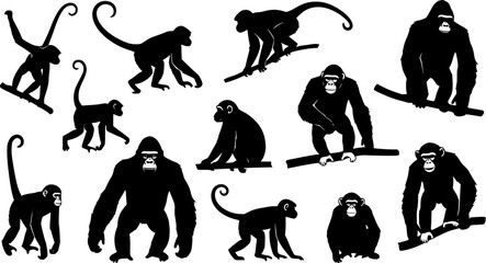 Fototapeta premium A set of monkey silhouettes on a white background. Perfect for designs about animals, nature, wildlife, primates, monkeys, apes, jungle, rainforest, conservation, and education
