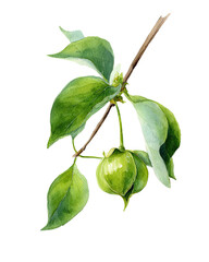 Watercolor botanical illustration of a leafy branch with green leaves and fruit