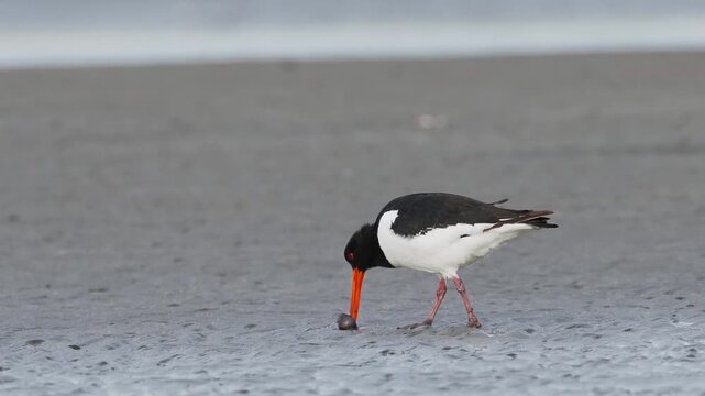 ハマグリを食べるミヤコドリ