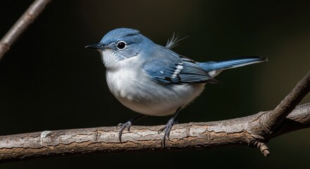 Close up of a small blue songbird perched on a branch against a dark background