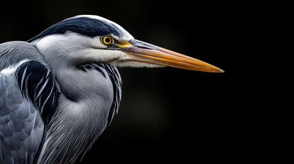 Fototapeta premium Close-up portrait of a Grey Heron with sharp yellow eye and long orange beak against a dark background, detailed feathers