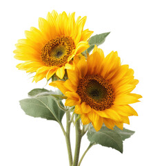 Obraz premium Two vibrant yellow sunflowers with dark centers and green leaves, isolated on black
