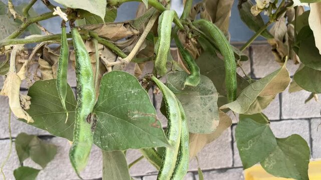 Close up of fresh green hyacinth beans (Sem Phali) growing on a vine against a brick wall