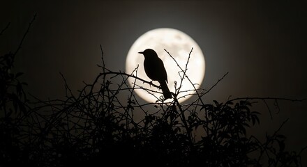 Silhouette of a bird perched on a branch in front of a full moon