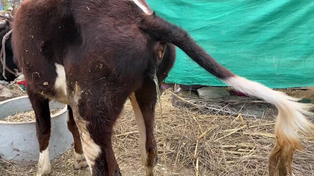 Close up of a cow urinating in a rural farm shelter with straw on the ground