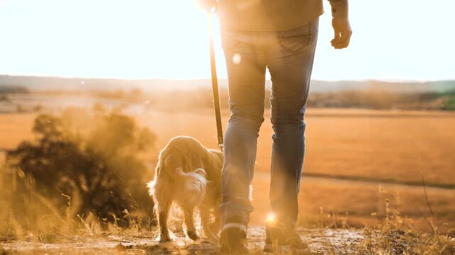 Man owner with fluffy cocker spaniel dog walks along dry field grass at sunset time man owner walks young spaniel dog in country park owner with spaniel dog enjoys weekend in evening park closeup