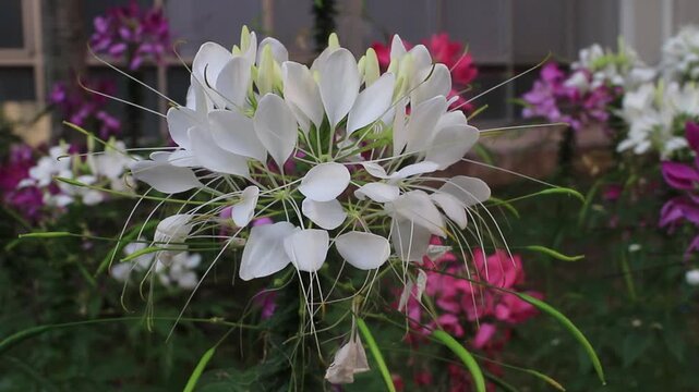 White spider flower, Cleome, in the garden.