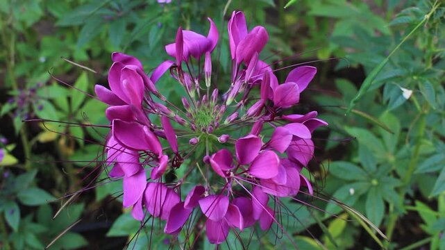 Spider flower, Cleome, in the garden.