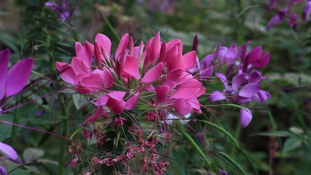 Pink spider flower, Cleome, in the garden.