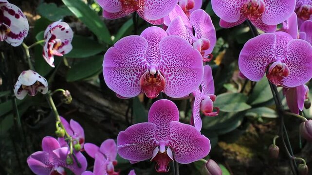 Purple orchids in the garden.
