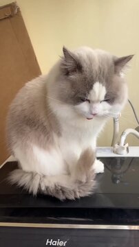 Adorable fluffy blue-eyed ragdoll cat displays playful expression while sitting upon an appliance indoors looking quite curious about something unseen nearby