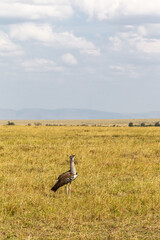 Fototapeta premium Very big bustard. Savanna of Masai Mara, Africa