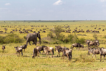 Savannah with large and small herbivores. Elephants and wildebeest in the savannah. Masai Mara, Kenya