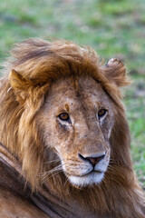 Obraz premium Portrait of a contented lion. The lion rests on the grass after making love. Masai Mara, Kenya.