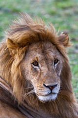 Portrait of a contented lion. The lion rests on the grass after making love. Masai Mara, Kenya.