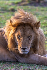 Rest on the grass. Masai Mara. Kenya, Africa