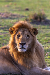 Rest on the grass. Masai Mara. Kenya, Africa