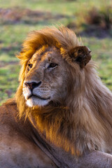 Rest on the grass. Masai Mara. Kenya, Africa