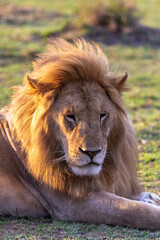 Obraz premium Rest on the grass. Masai Mara. Kenya, Africa