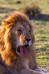 Rest on the grass. Masai Mara. Kenya, Africa