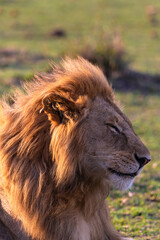 Obraz premium Rest on the grass. Masai Mara. Kenya, Africa