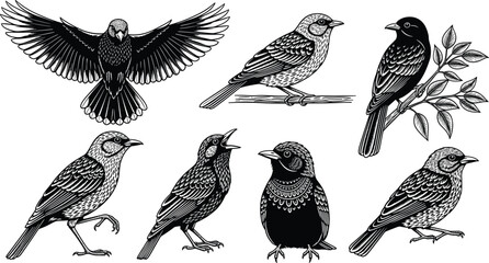 Obraz premium Vintage woodcut style black and white bird illustrations set featuring starlings and songbirds in various poses like flying perching and singing for rustic nature design