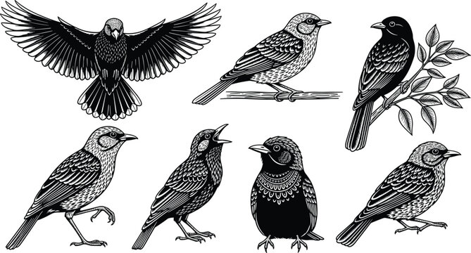 Vintage woodcut style black and white bird illustrations set featuring starlings and songbirds in various poses like flying perching and singing for rustic nature design
