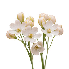 Fototapeta premium White flowers with green stems isolated on a transparent background