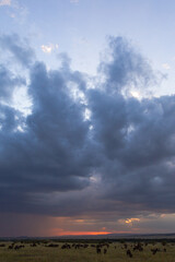 Obraz premium Sunset through the clouds in the Masai Mara. Great herds during migration. Kenya, Africa