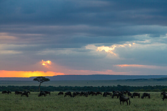 Sunset through the clouds in the Masai Mara. Great herds during migration. Kenya, Africa