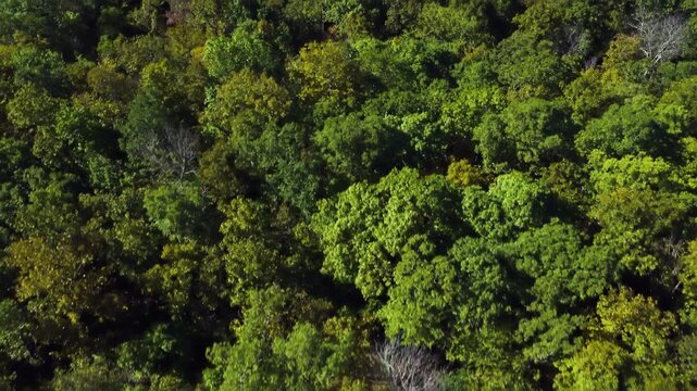 Top down tilt up aerial of dense green forest canopy with mixed peak yellow orange foliage textures and layered tree crowns, Ozark National Forest