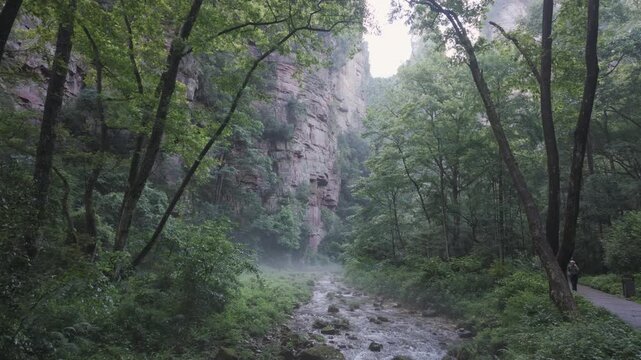 Misty forest path with dense green trees and wet ground creating a calm moody atmosphere, Zhangjiajie China